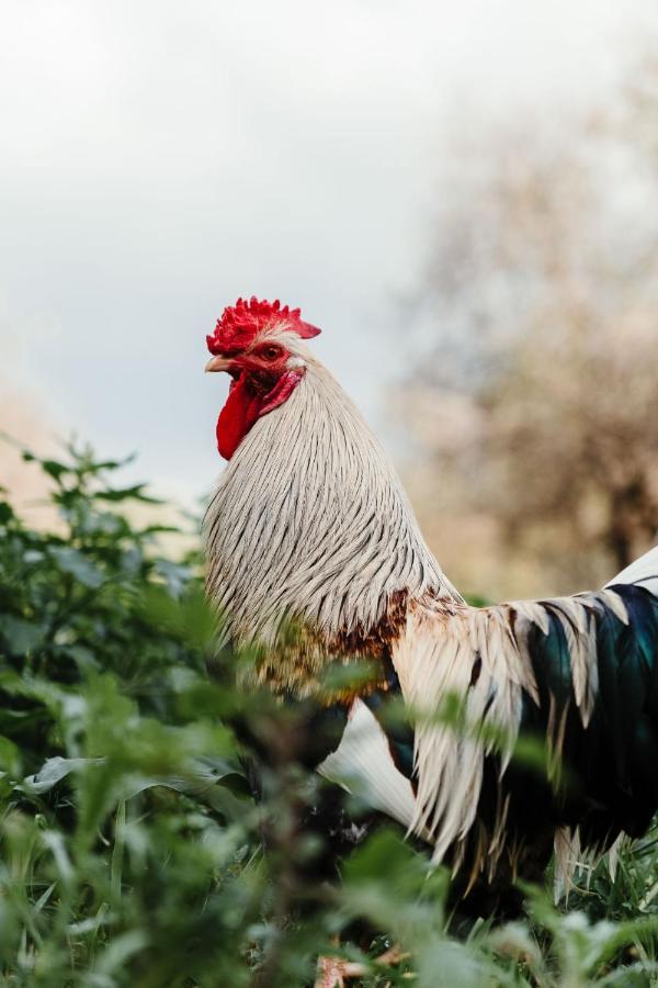 La Pagliera Panzió Agrigento Kültér fotó